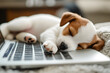 © Oksana_Latysheva - Puppy dog sleeping on the keyboard of an open laptop isolated on background