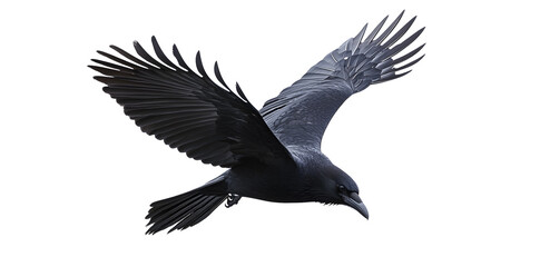 Beautiful black raven, crow in flight isolated on white background