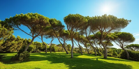 Wall Mural - A field of trees with a bright blue sky in the background. The trees are tall and leafy, and the grass is lush and green. The scene is peaceful and serene, with the sun shining brightly overhead