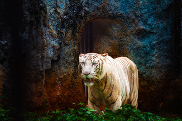 tiger in the zoo. clicked at Arignar anna zoological park. Vandalor, Chennai, Tamil Nadu, south India, India