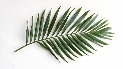 Single tropical palm leaf isolated on white background	