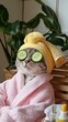© pham - A cat sits comfortably in a bathrobe with a towel on its head, cucumbers over its eyes, in a serene indoor environment