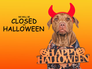 Wall Mural - Signboard with the inscription We will be closed on Halloween. Charming dog and Halloween costume. Closeup, indoors. Studio shot. Pets care concept