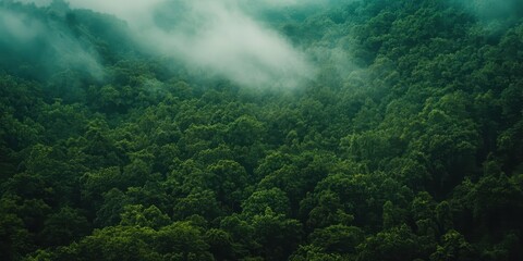 Lush green forest with misty clouds drifting over the treetops, creating a serene and tranquil atmosphere in nature.