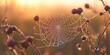 © Kamonwan - A delicate spider web adorned with morning dew glistens in the soft sunlight, capturing the beauty of nature's artistry.