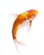 © Eyestetix Studio - the Koi fish, portrait view, white copy space on right, Isolated on white Background