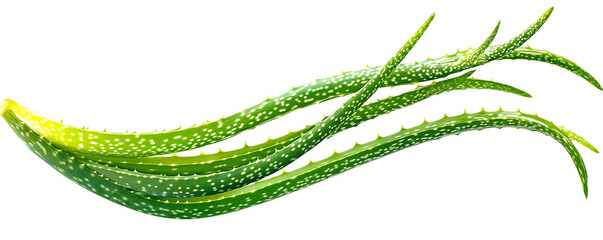 Wall Mural - Aloe vera isolated on white background