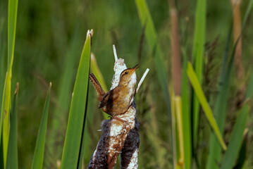 Wall Mural - The marsh wren (Cistothorus palustris). Small North American songbird in his natural environment.