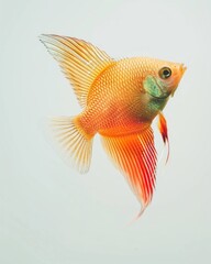 Wall Mural - the Gourami, portrait view, white copy space on right, Isolated on white Background