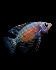 Wall Mural - the Gourami, portrait view, white copy space on right, Isolated on black Background