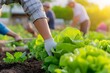 © Punprapa - A group of people working in an organic vegetable garden, the photo taken from behind the person with lush green plants and warm sunset lighting