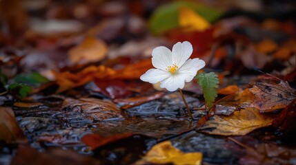 Poster - Flowers, autumn forest, delicate. Generative AI