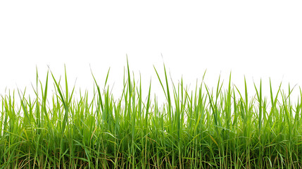 Sport field green grass isolated on white background