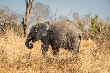 The African bush elephant, Loxodonta africana, also known as the African savanna elephant. Kruger Park Big five Safari