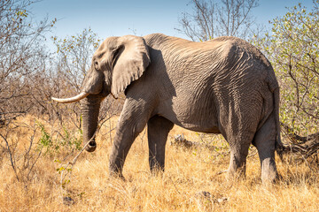 The African bush elephant, Loxodonta africana, also known as the African savanna elephant. Kruger Park Big five Safari