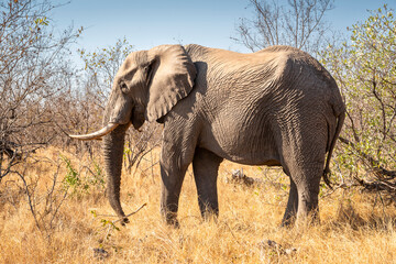 The African bush elephant, Loxodonta africana, also known as the African savanna elephant. Kruger Park Big five Safari