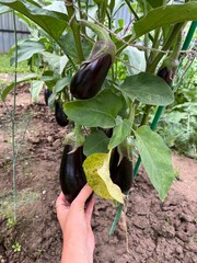 Aubergine harvest 