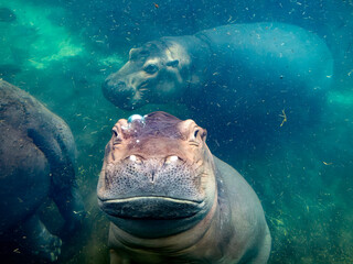 hippopotamus underwater hippo swimming close up