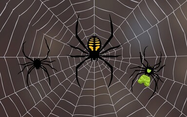 spider on web