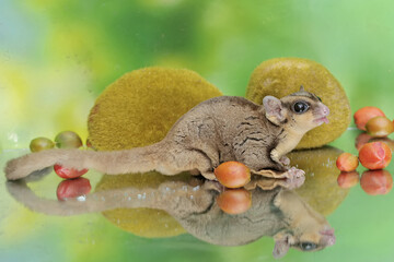 Wall Mural - An adult sugar glider eats a ripe peanut butter fruit that has fallen to the ground. This mammal has the scientific name Petaurus breviceps.