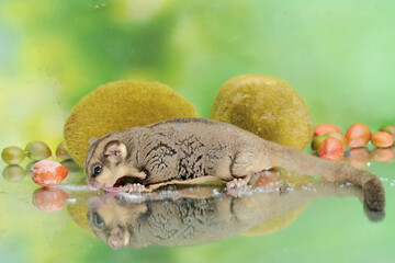 Wall Mural - An adult sugar glider eats a ripe peanut butter fruit that has fallen to the ground. This mammal has the scientific name Petaurus breviceps.