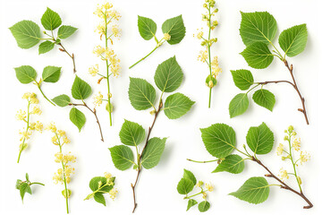 set of linden twigs with blossoms on a white background, Linden flowers with leaf isolated on white background, generative ai