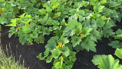 Canvas Print - Stems of blooming pumpkins on a field in sunny morning