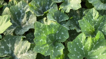 Sticker - Spotted leaves of blooming pumpkins on field in sunny morning