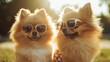 © VK Studio - Two fluffy Pomeranians sporting sunglasses enjoy a sunny day, their faces filled with joyful expressions, epitomizing fun and friendship.