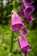 Wall Mural - Close Up of Foxglove Blooms In Redwood