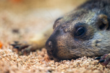 Close-up of a groundhog resting on soft ground in a natural setting during a sunny afternoon in a wildlife habitat