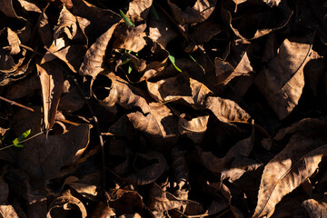 A close-up of dried brown leaves scattered on the ground, capturing the intricate textures and colors of nature in autumn.