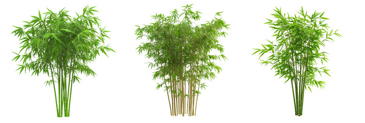 Fototapete - Lush green bamboo plants arranged in a cluster against a transparent background, showcasing natural beauty and variety
