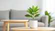 © Nima - A potted plant with green leaves sits on a wooden table in the center of a living room. The plant is in a white pot and the table is surrounded by a gray sofa and a coffee table. The room is bright an