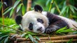© KDance - A young giant panda sleeping peacefully in a patch of soft grass, nestled within a bamboo grove in Chengdu, Sichuan. The panda's relaxed posture and the surrounding greenery create a serene and idylli
