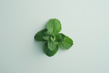 A fresh Spearmint isolated on white