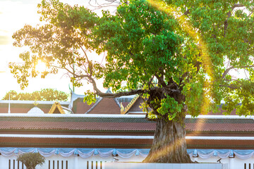 Wall Mural - Blurred natural atmosphere background in the morning along the Nan River in Phitsanulok, Thailand near Wat Phra Si Rattana Mahathat and Chedi Luang of Wat Ratchaburana.There are beautiful old.