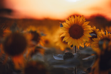 A field of blooming sunflowers is bathed in the warm colors of sunset. The golden hour light enhances the beauty of the scene, creating a picturesque view.