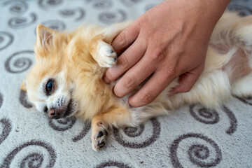 Chihuahua enjoying belly rubs while lying on its back