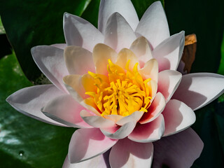 pink water lily in pond