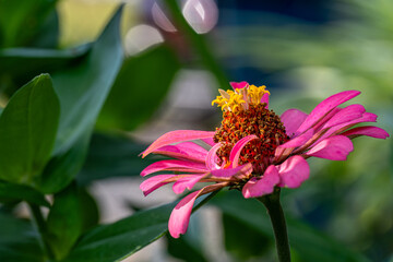 butterfly on flower