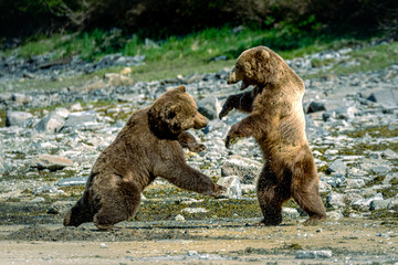 bear fight in alaska