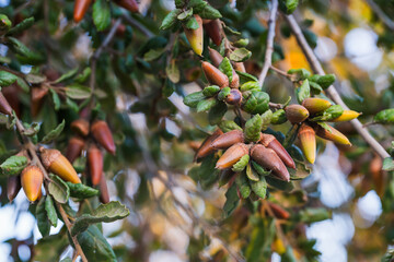 coast live oak (quercus agrifolia) seeds close-up on a tree branch. oak tree acorn close-up
