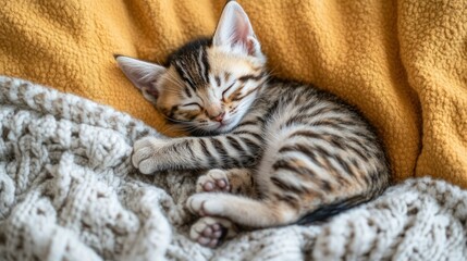 Wall Mural - A sleeping kitten nestled on a cozy blanket, exuding warmth and tranquility.