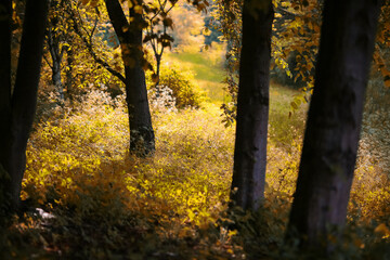 Sticker - Autumn forest