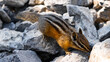 © Jackie - Adorable Chipmunk in the Forest