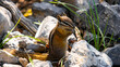 © Jackie - Adorable Chipmunk in the Forest