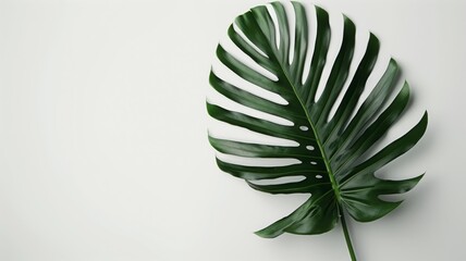 Monstera leaf on white background with clean desig