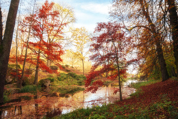 Amazing autumn park (forest)  with colorful trees and sunlight. autumn natural background