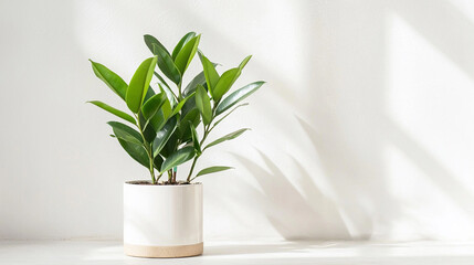 a potted plant sits on a white table